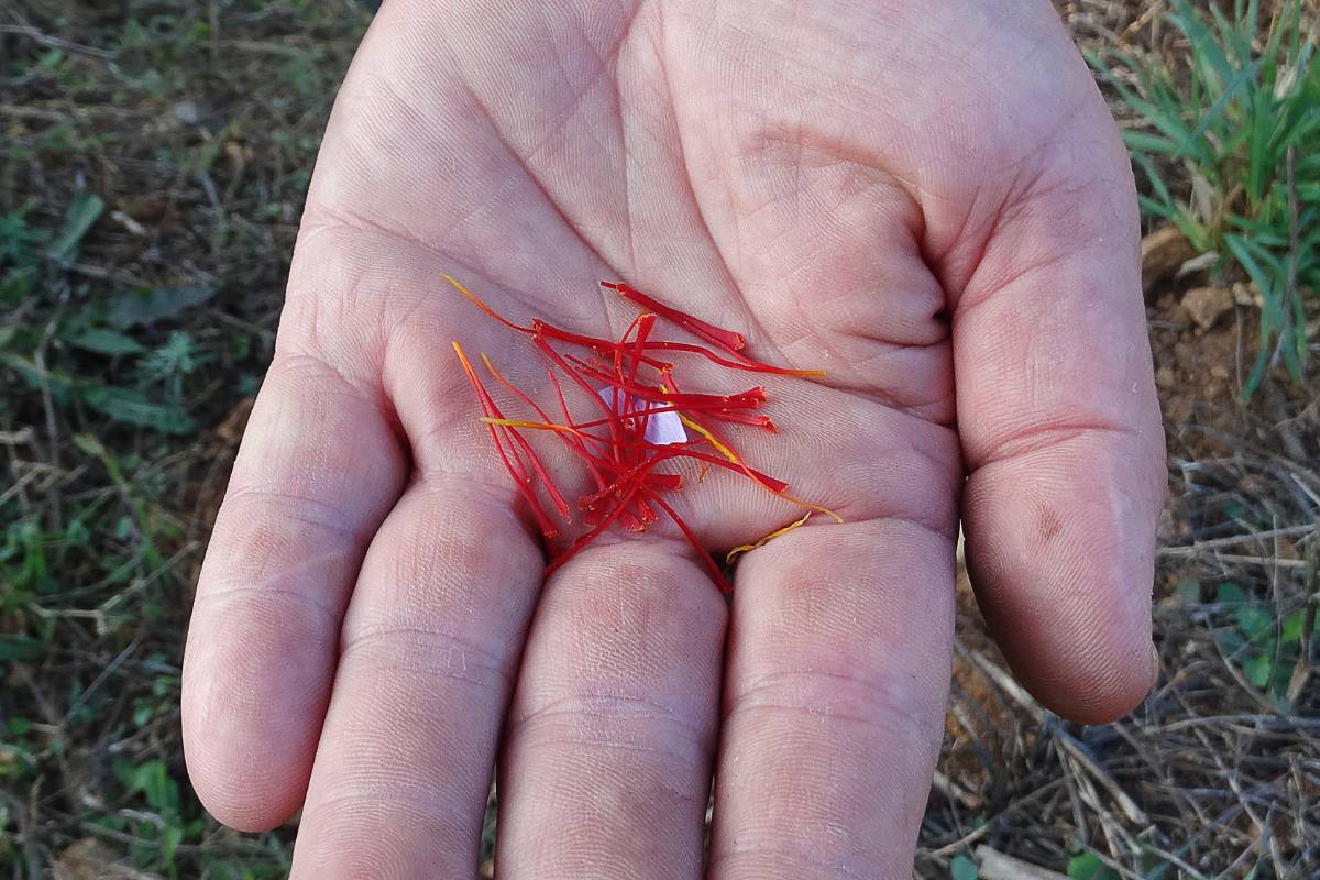 How to Grow and Harvest Saffron The Seed Collection